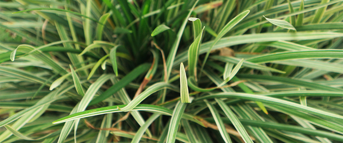 Monkey grass